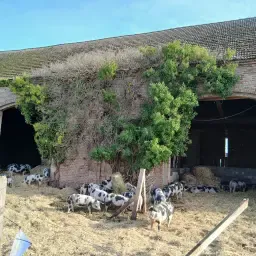 Organic Bunte Bentheimer Pigs For Sale