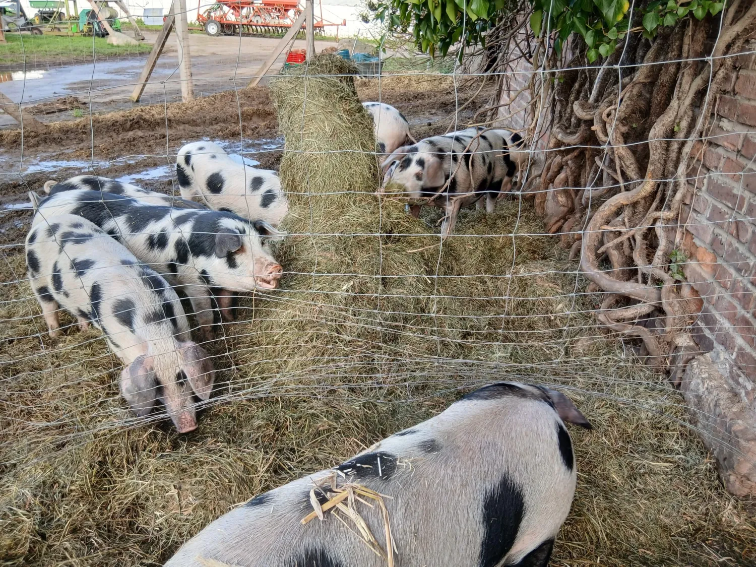 Organic Bunte Bentheimer Pigs For Sale