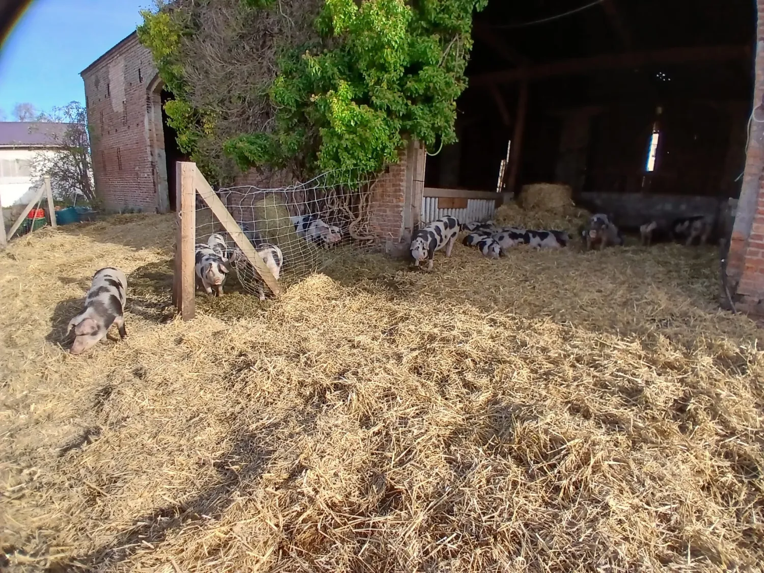 Organic Bunte Bentheimer Pigs For Sale