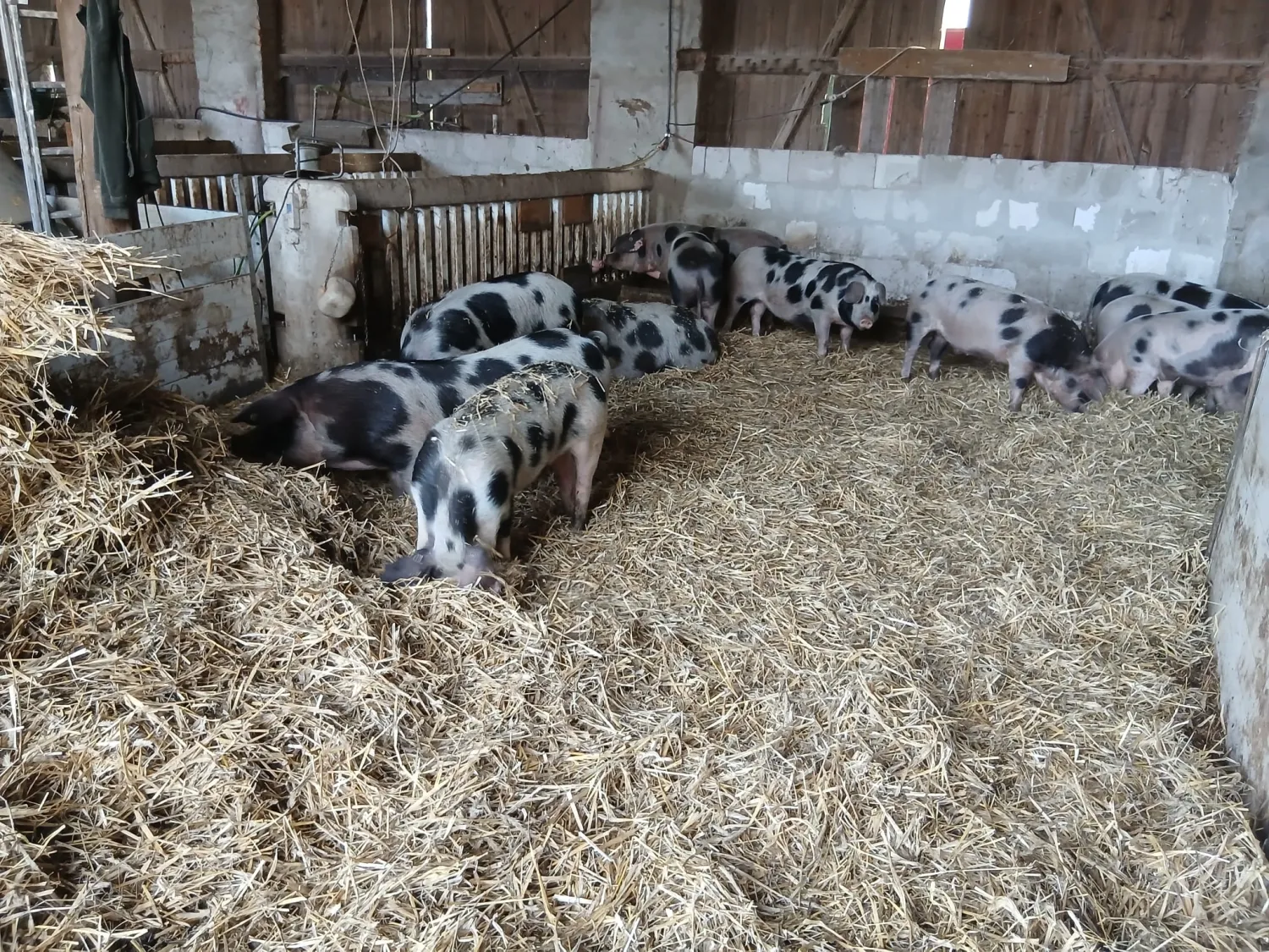 Organic Bunte Bentheimer Pigs For Sale