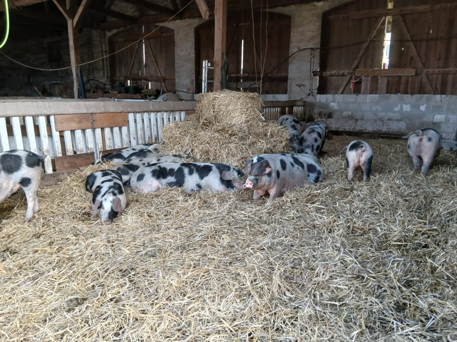 Organic Bunte Bentheimer Pigs For Sale