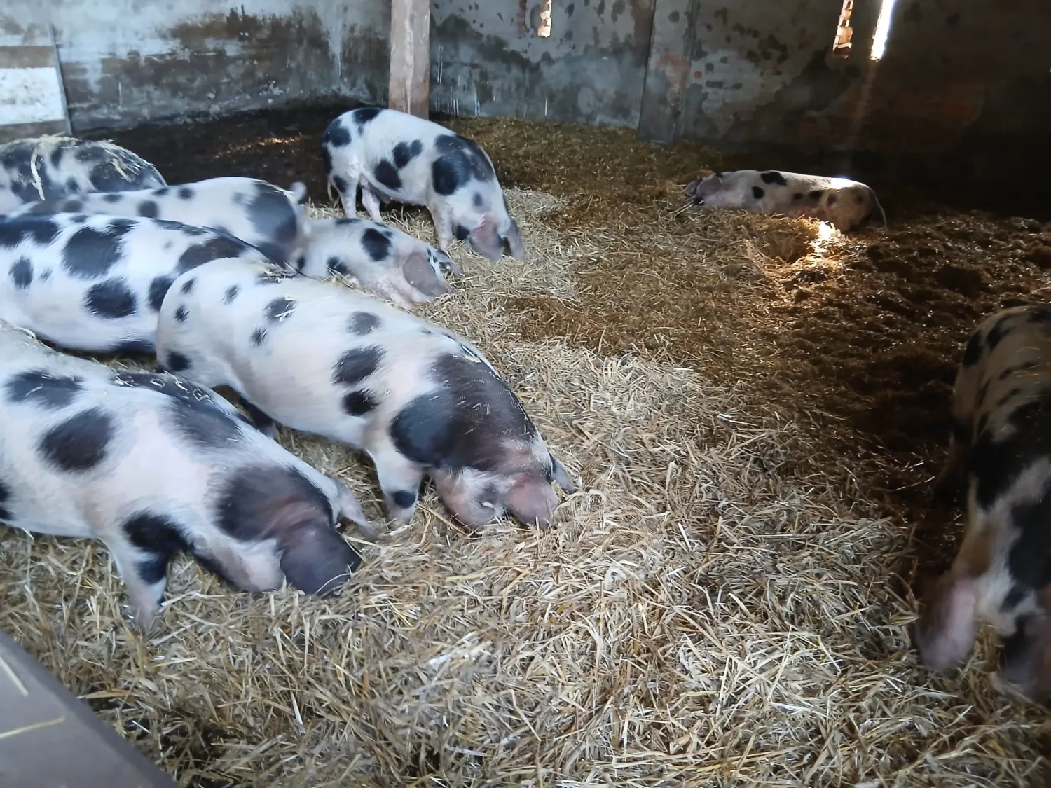 Organic Bunte Bentheimer Pigs For Sale