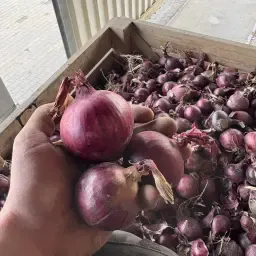 Oignons rouges QS de NRW directement du producteur