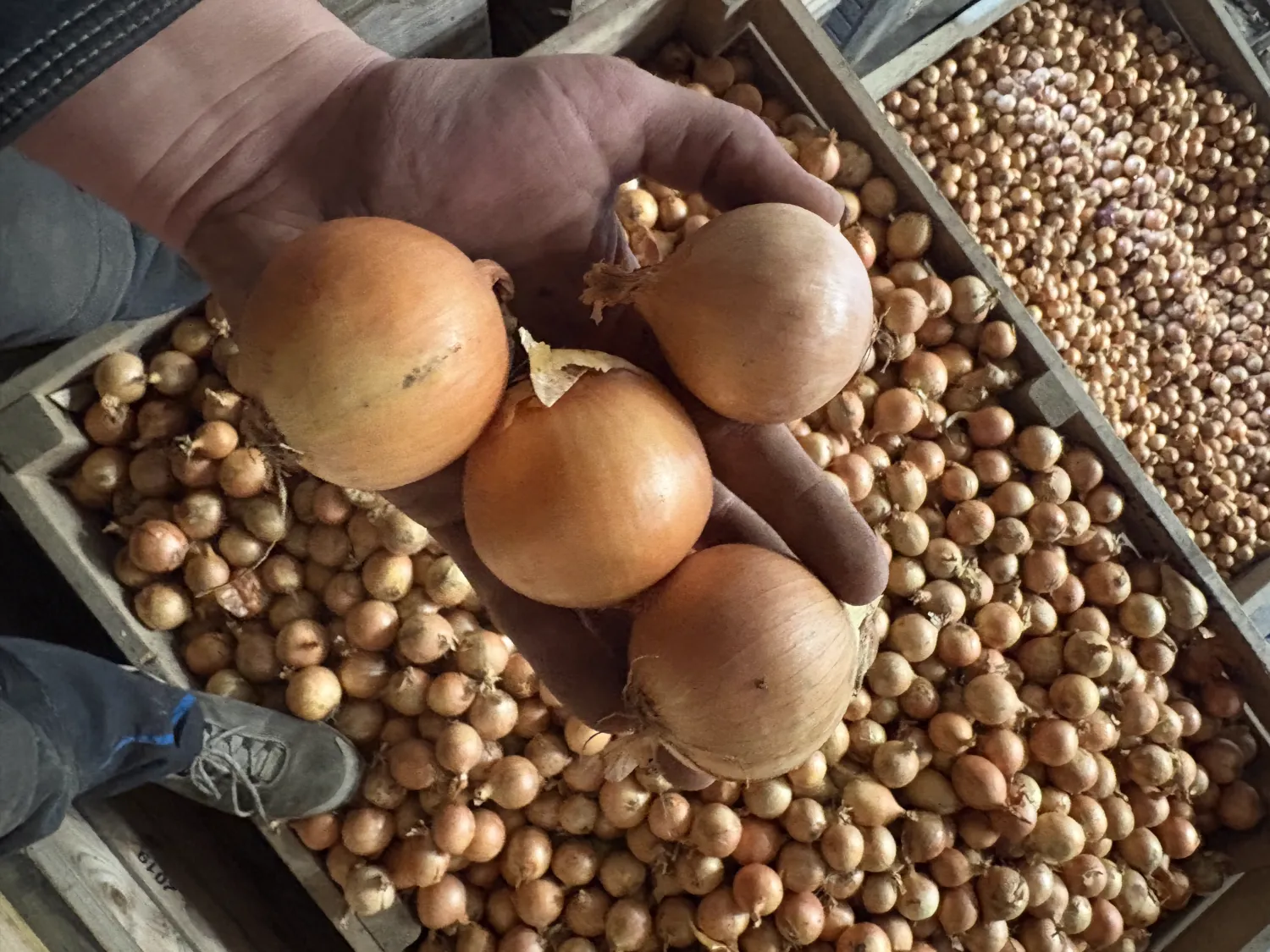 Oignons jaunes 50-70mm, qualité NRW QS, en vrac ou en Big Bags