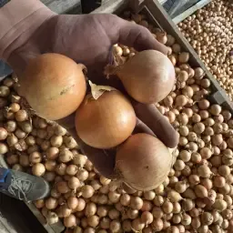 Oignons jaunes 50-70mm, qualité NRW QS, en vrac ou en Big Bags