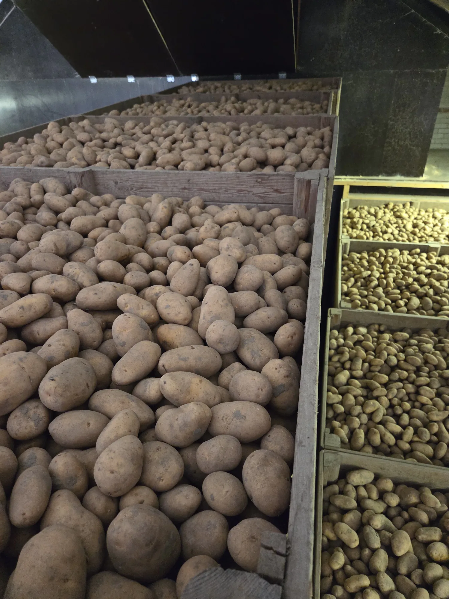 Картофи Никола за продажба, отгледани в глина от Зеландия