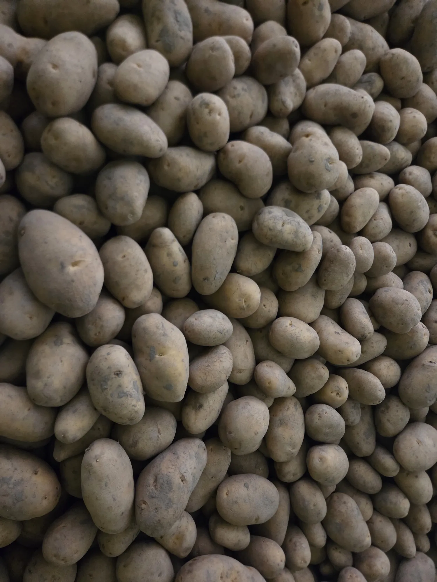 Картофи Никола за продажба, отгледани в глина от Зеландия