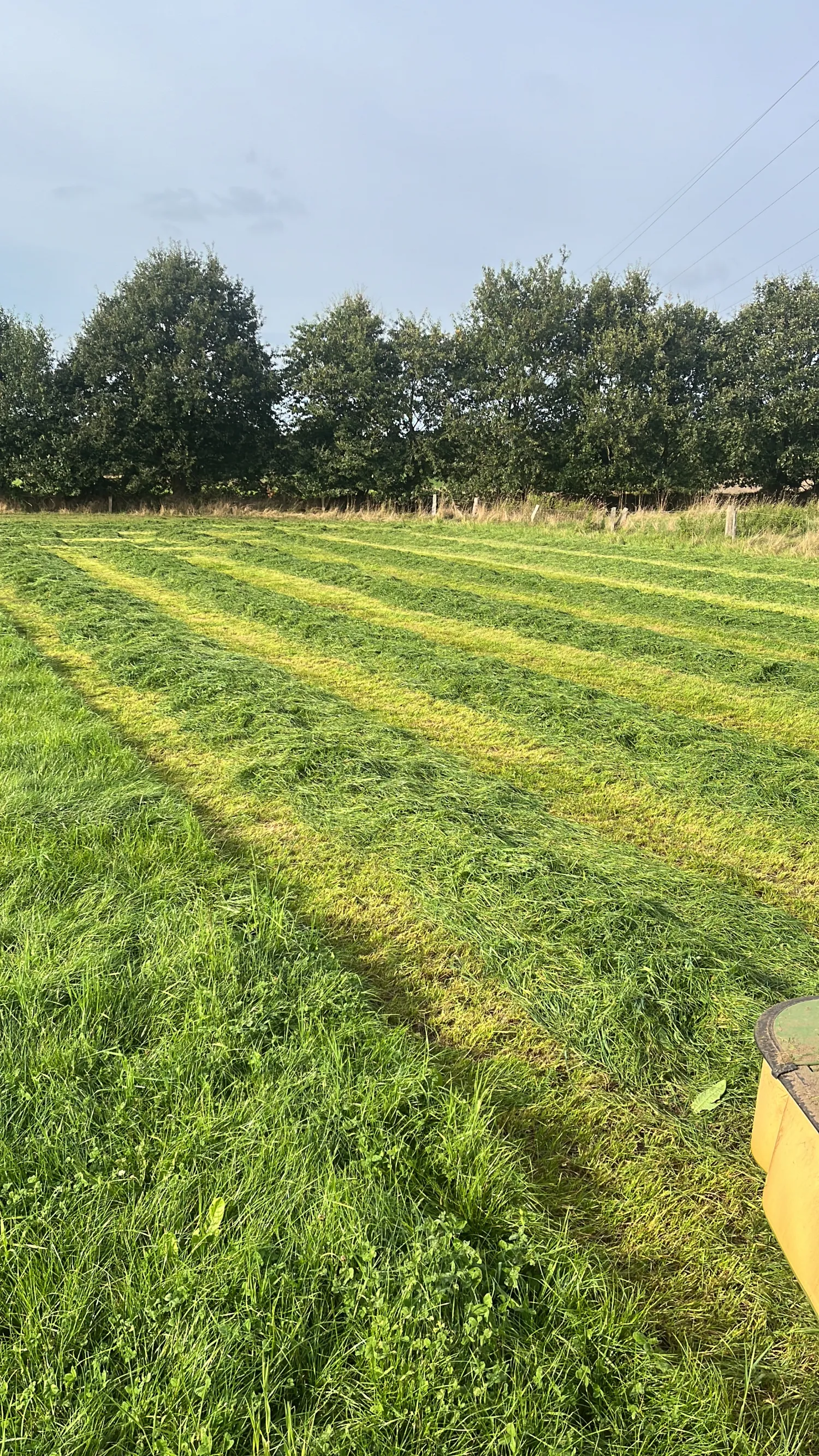 Droge silageballen te koop - Tweede snede, hoge kwaliteit