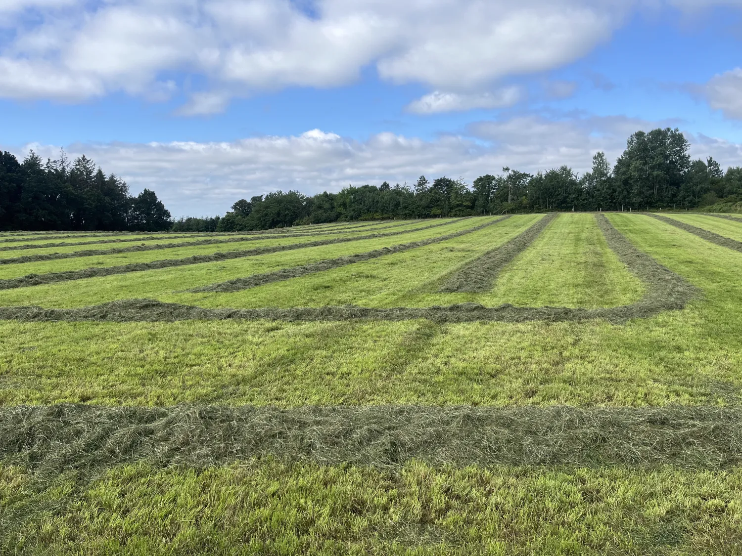 Droge silageballen te koop - Tweede snede, hoge kwaliteit