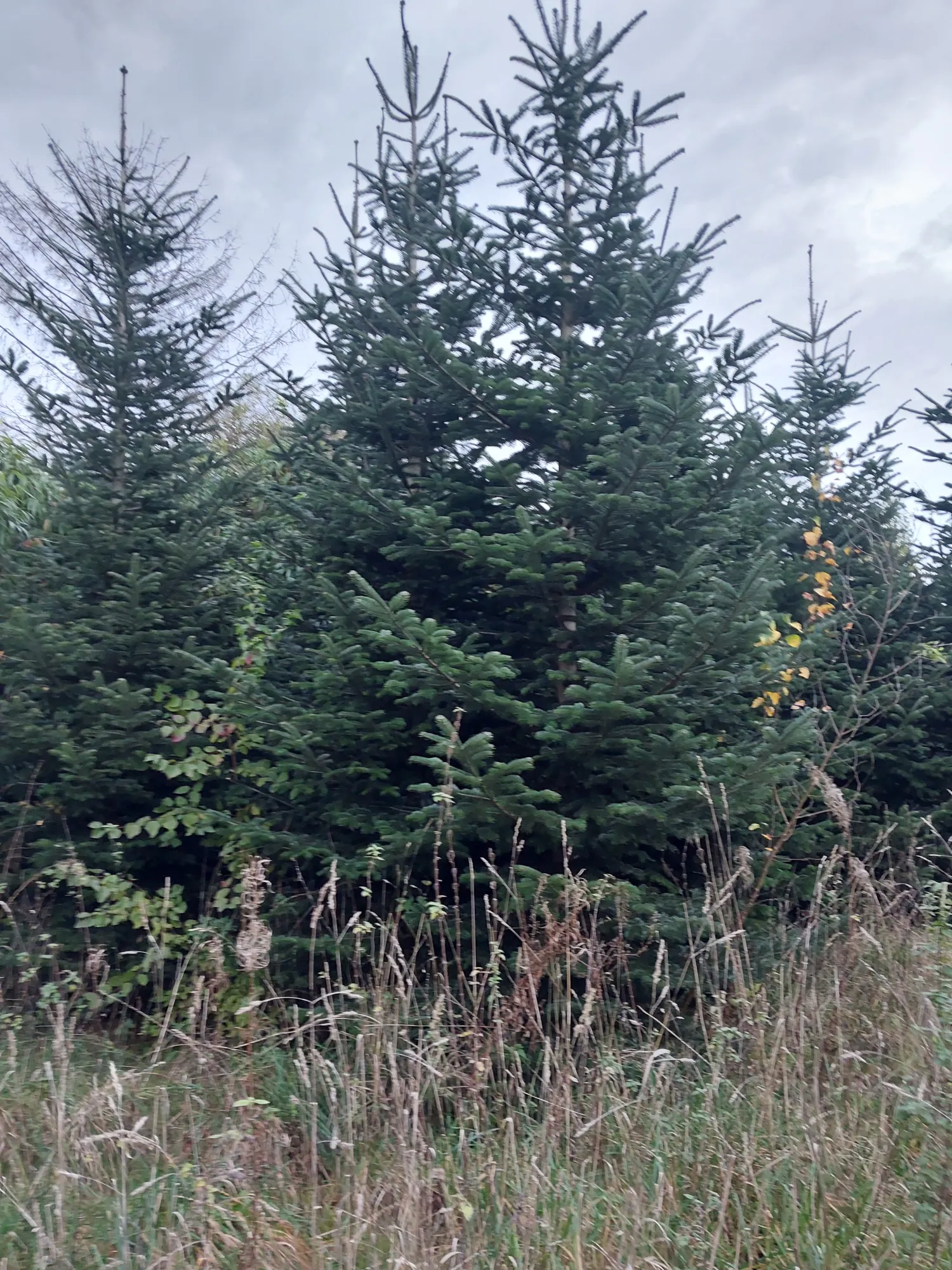 Normand Kerstbomen vanaf 4.5m te Koop