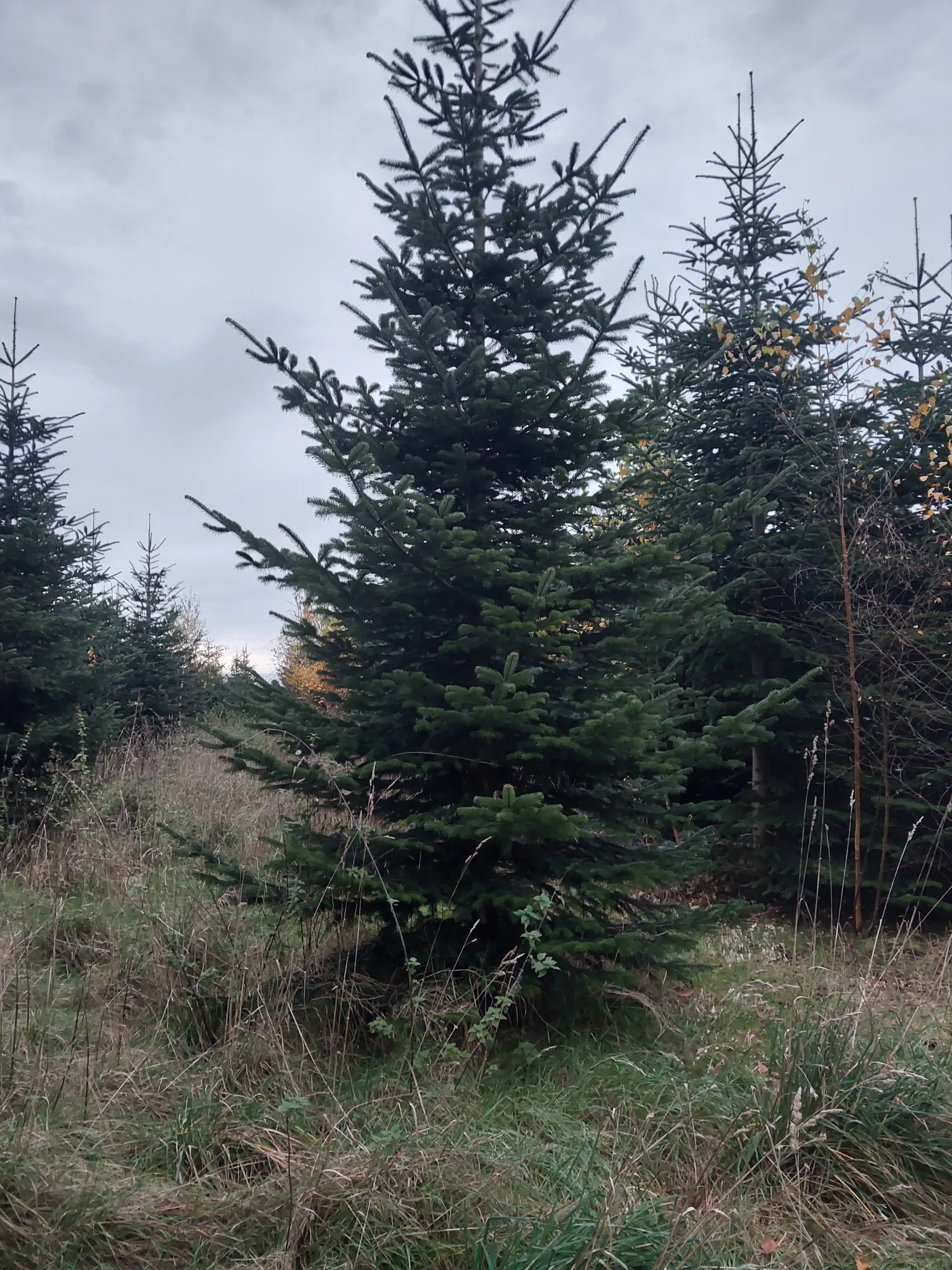 Normand Kerstbomen vanaf 4.5m te Koop