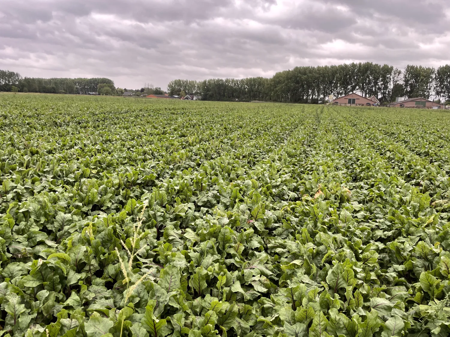 Rode Bieten Te Koop: 9 Hectare, Ras Bazzu