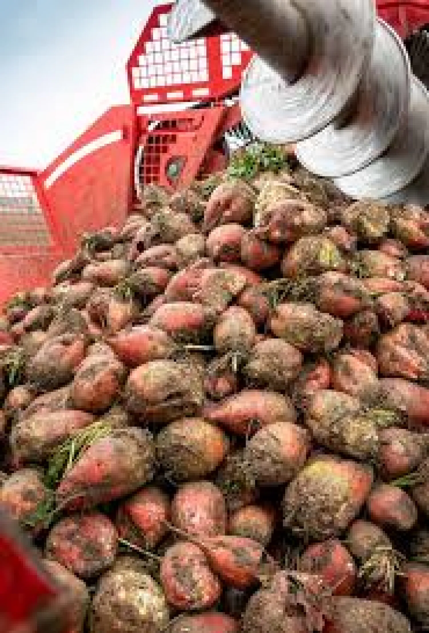 Voederbieten Rialto te koop - 300 ton beschikbaar