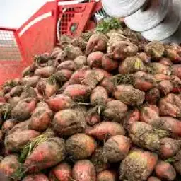 Voederbieten Rialto te koop - 300 ton beschikbaar