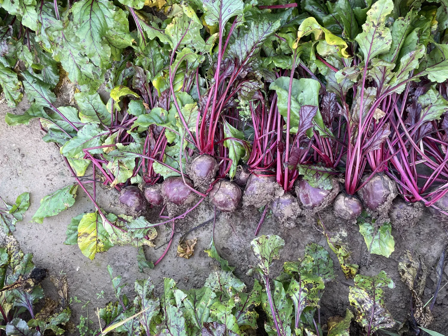 Rode Bieten Te Koop: 9 Hectare, Ras Bazzu