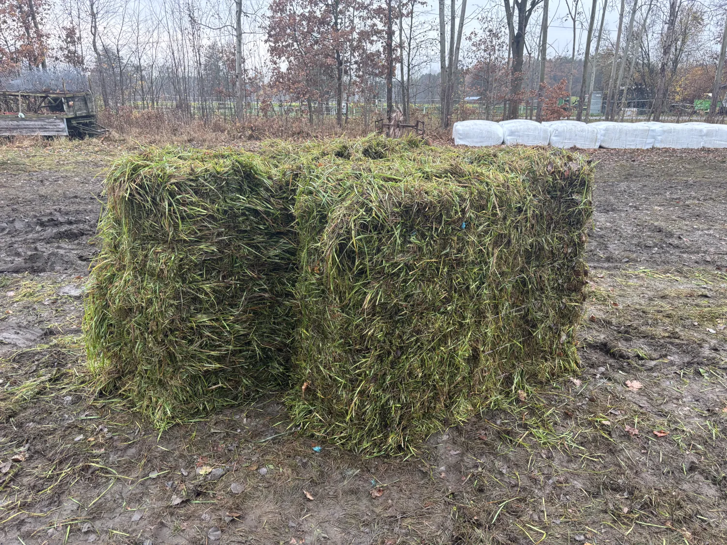 Grote vierkante baalsilage te koop