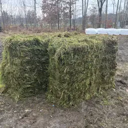 Grote vierkante baalsilage te koop
