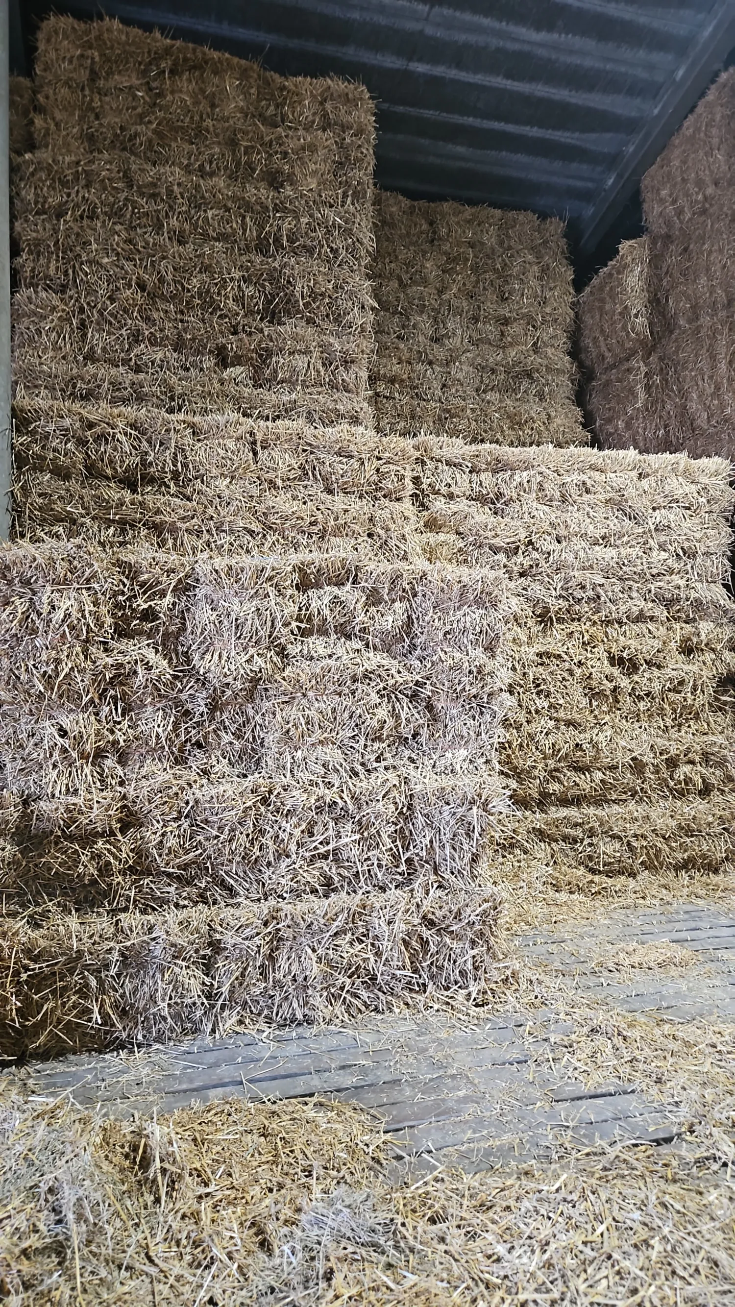 Kleine Heu- & Strohballen zu verkaufen - Zeeland