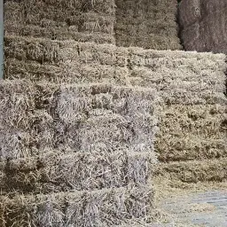 Kleine Heu- & Strohballen zu verkaufen - Zeeland