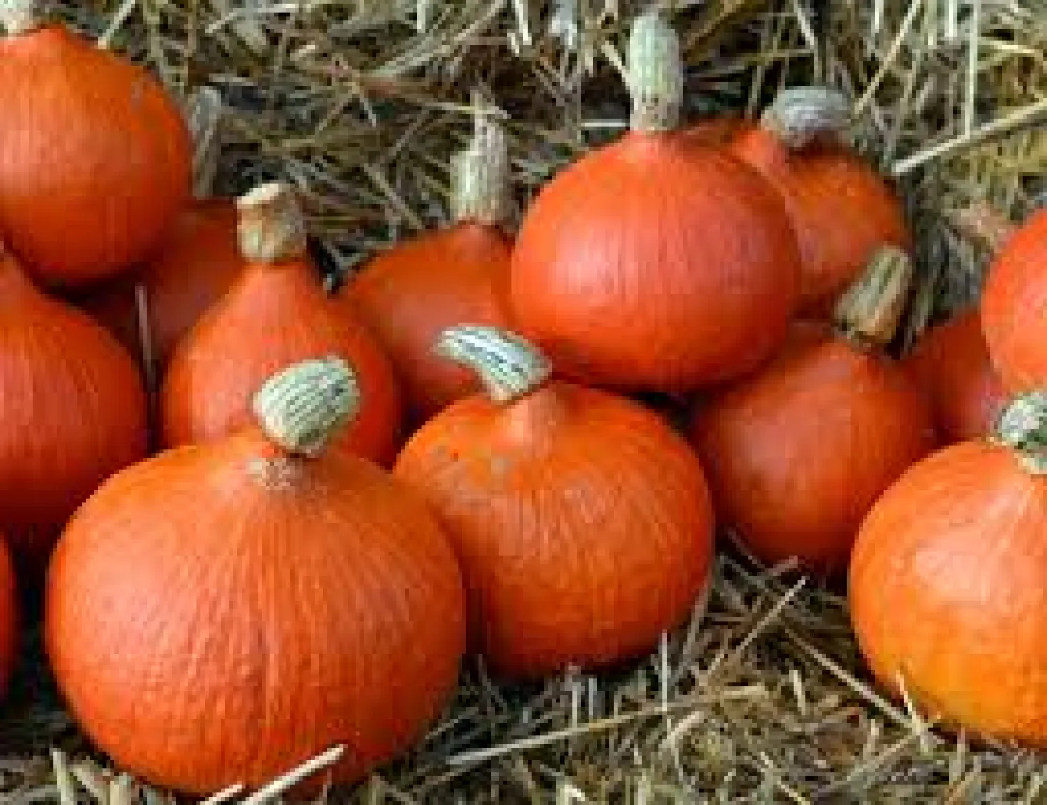 Gevraagd: Hokkaido Pompoenen (0.8-1.5KG) - Volle Auto