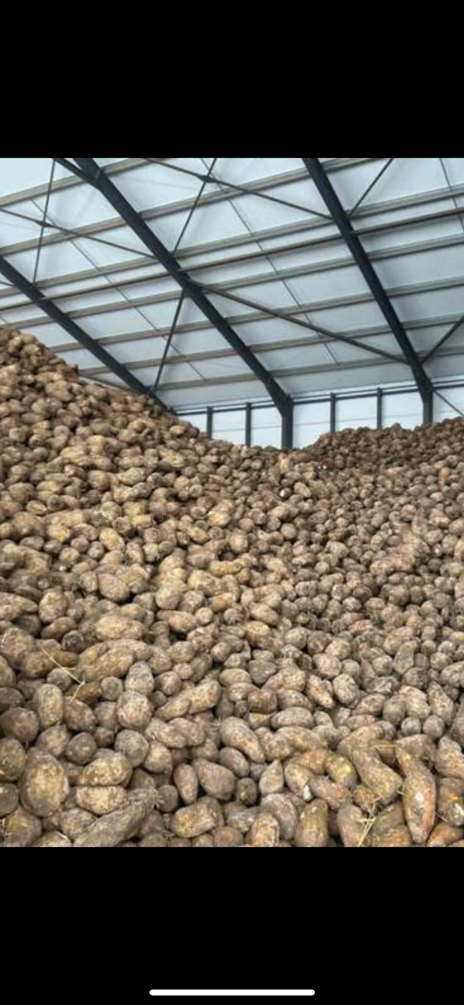 Voederbieten te koop - 300 ton beschikbaar