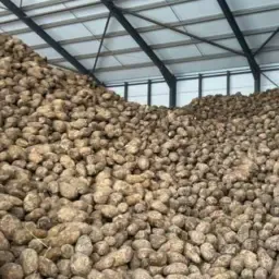 Voederbieten te koop - 300 ton beschikbaar