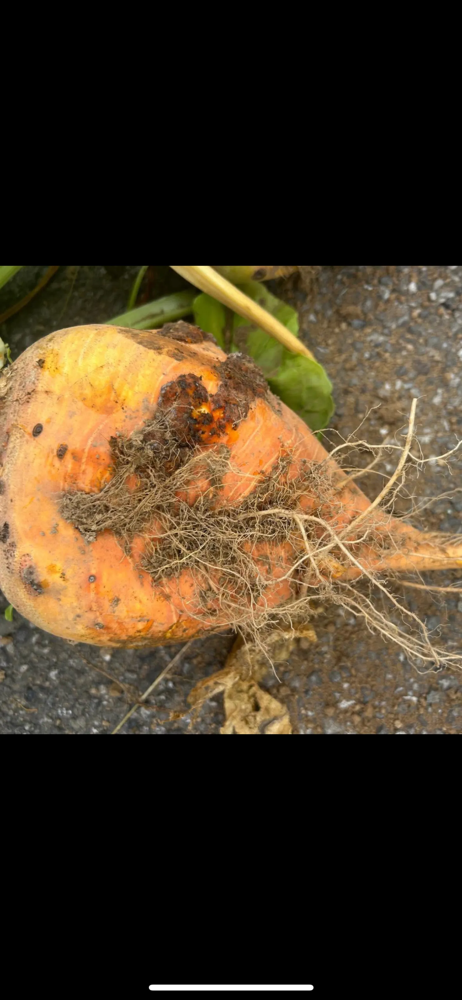 Voederbieten te koop - 300 ton beschikbaar
