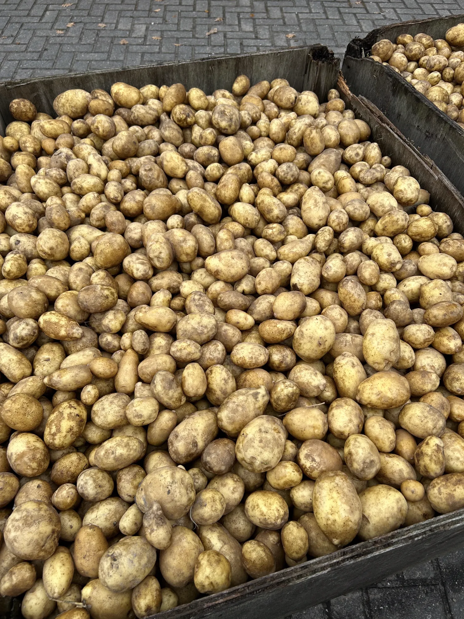Frieslander Potatoes - Custom Bagging Options Available