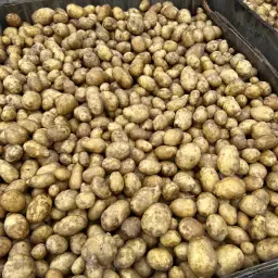 Frieslander Potatoes - Custom Bagging Options Available
