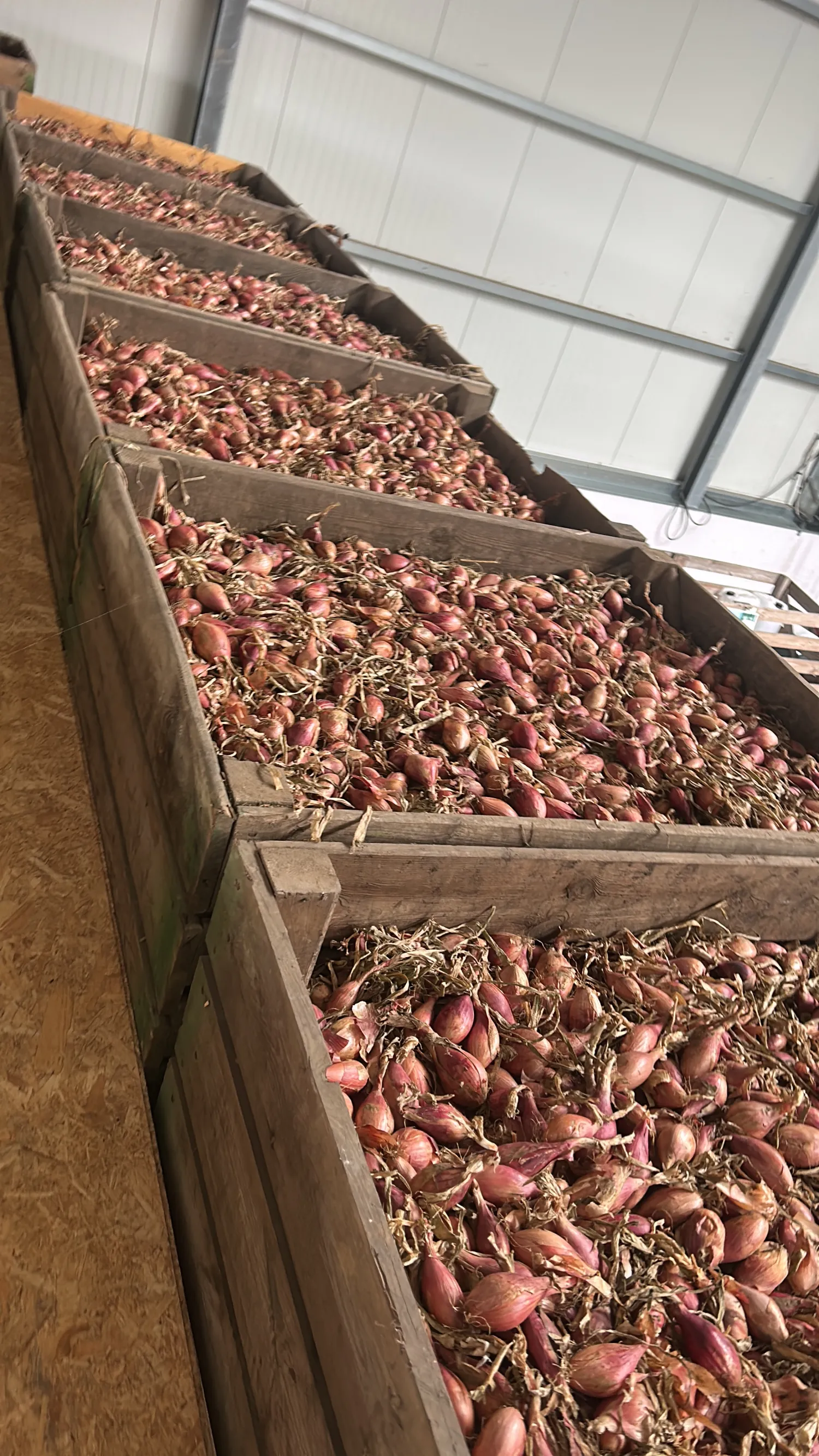 Échalotes Innovator, 30 tonnes à vendre