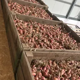 Échalotes Innovator, 30 tonnes à vendre