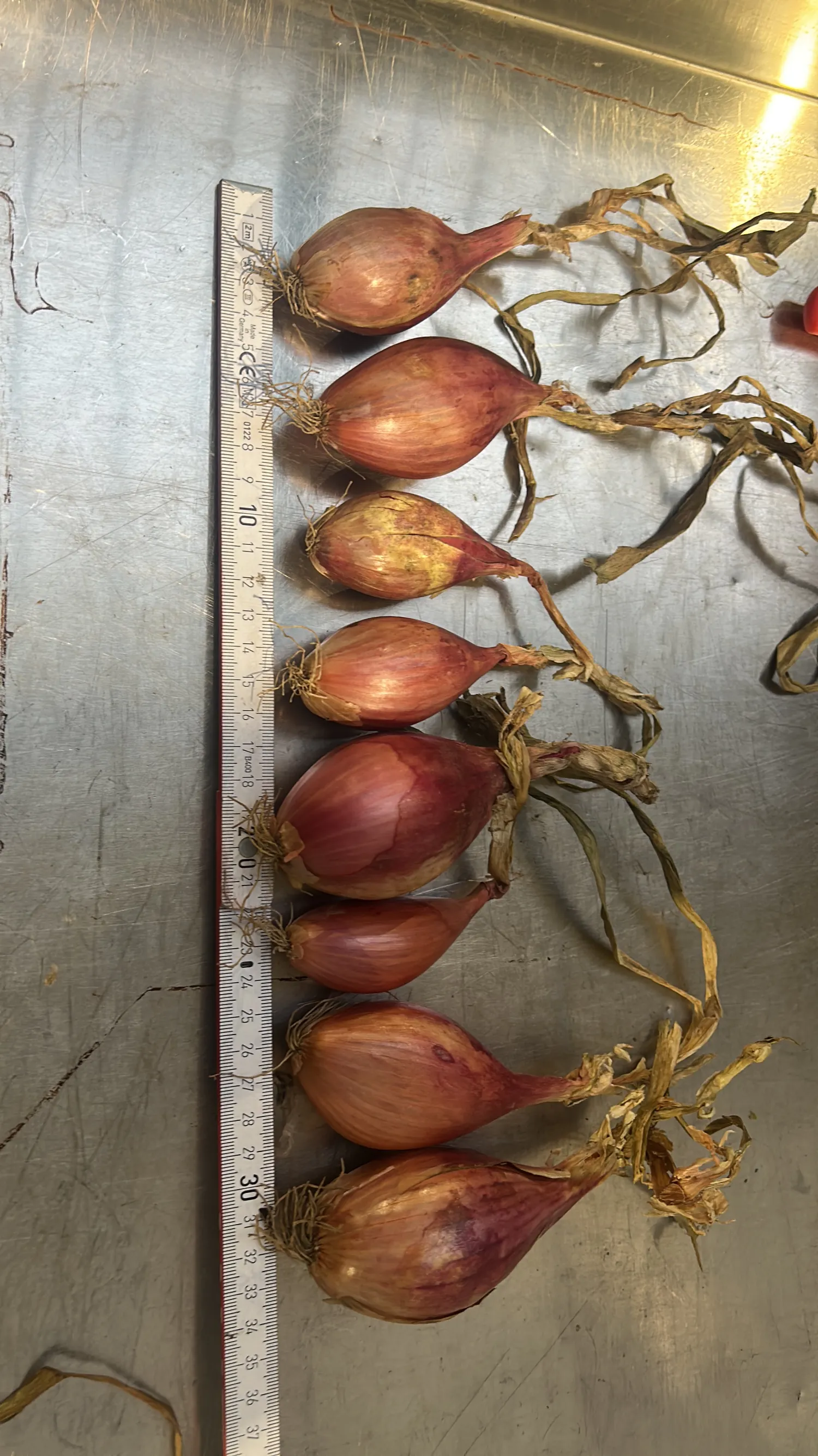 Échalotes Innovator, 30 tonnes à vendre