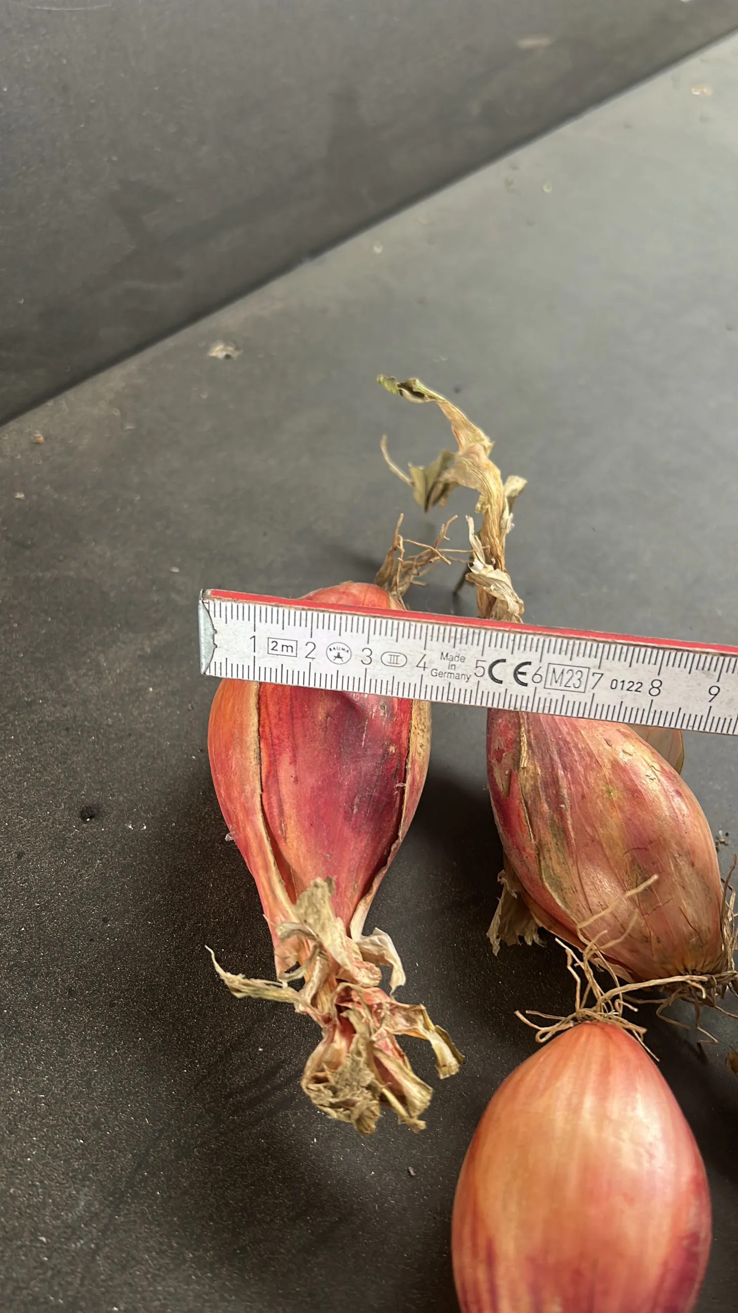 Échalotes Innovator, 30 tonnes à vendre