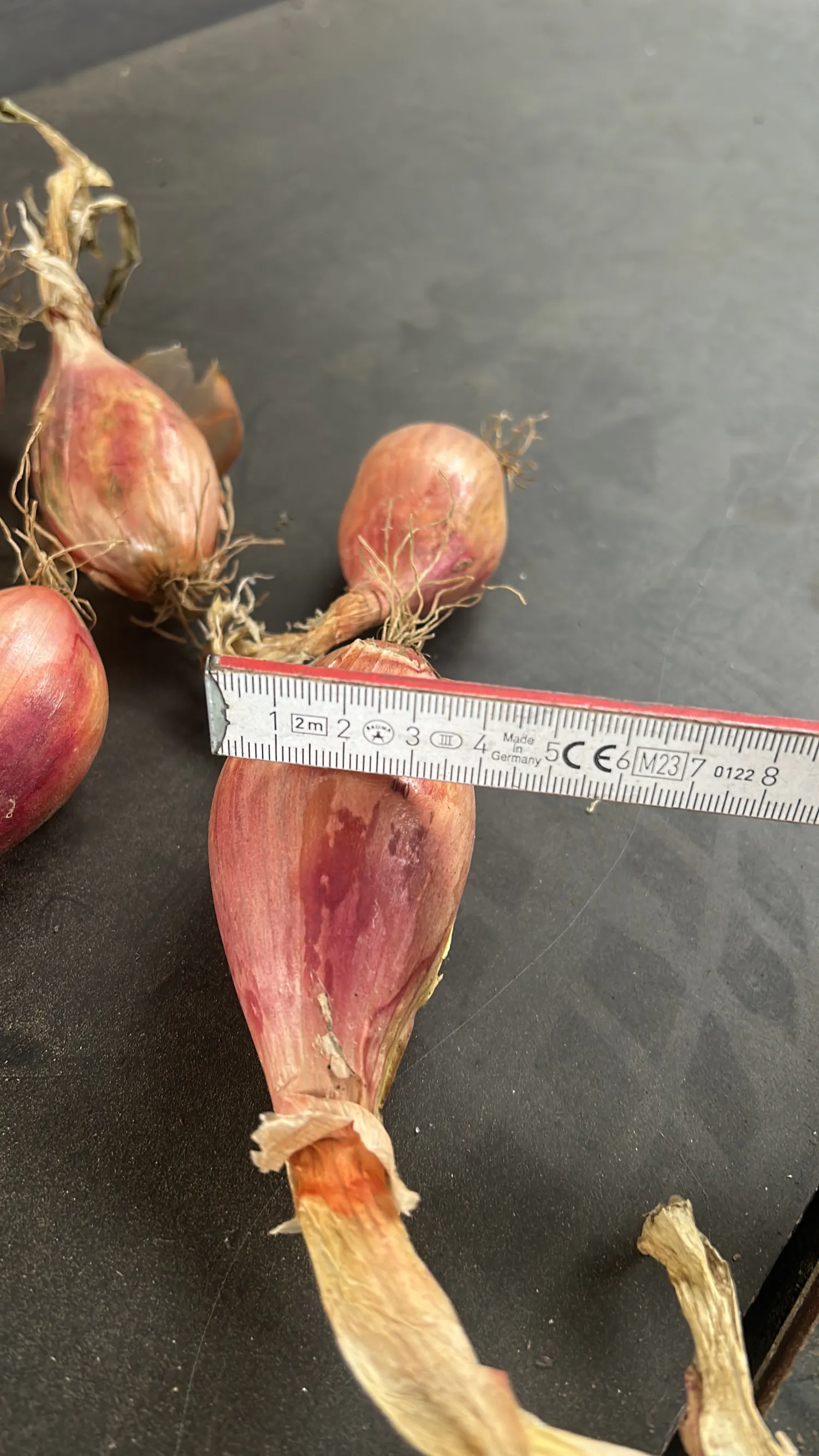 Échalotes Innovator, 30 tonnes à vendre