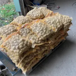 Belana Potatoes for Resale - Sorted 30-35mm, 5kg Bags