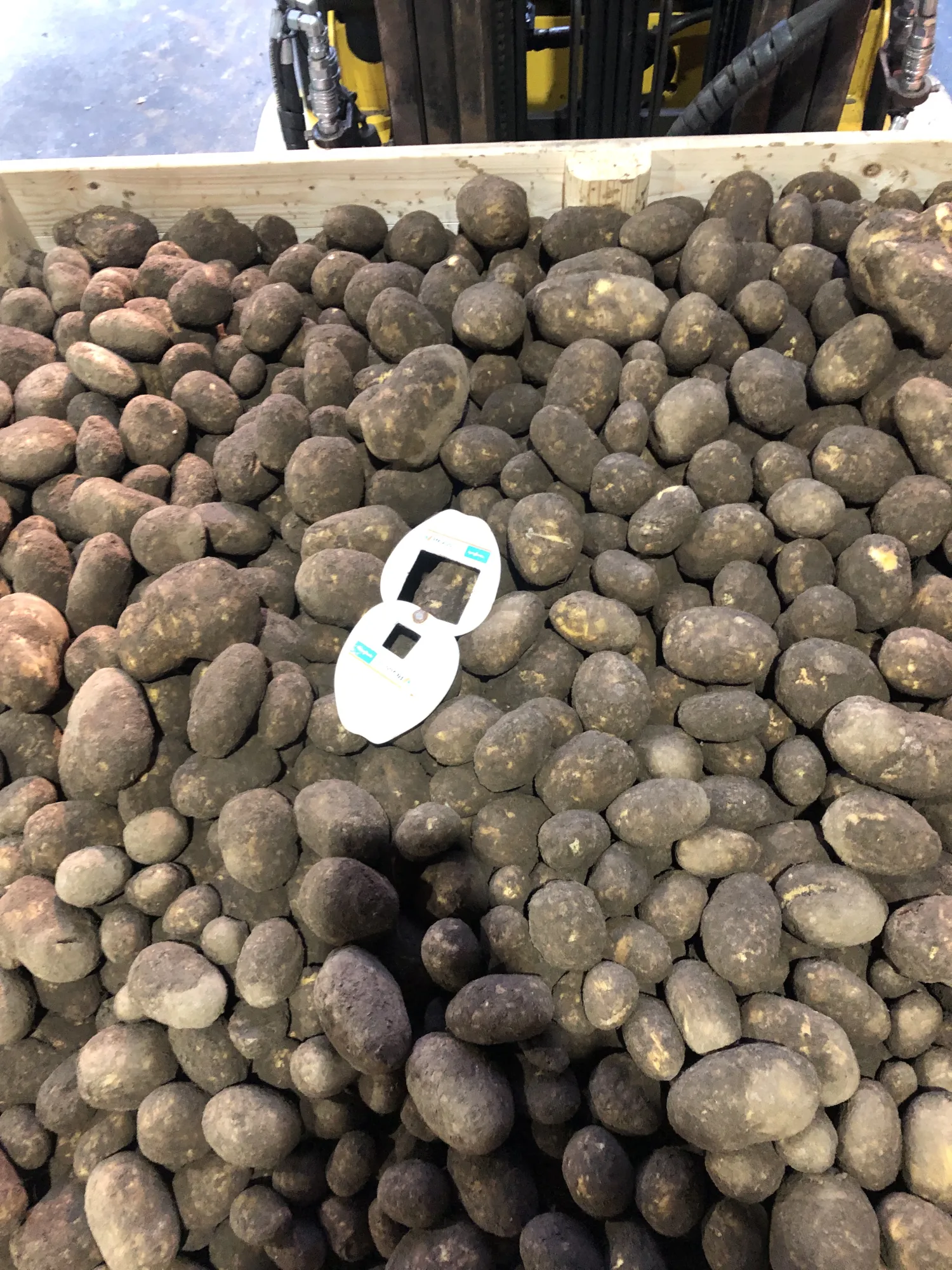 Agria aardappelen te koop - 120 ton