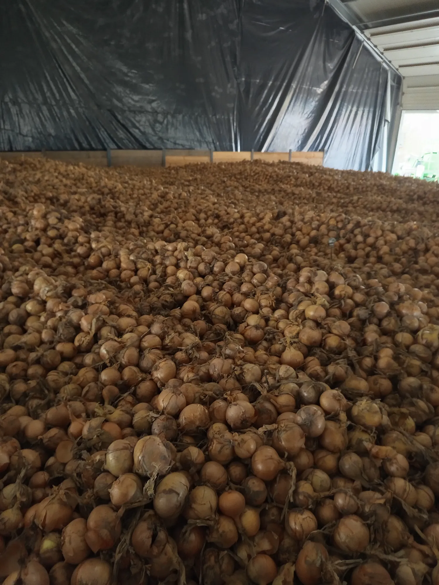 Env. 200t d'oignons, variété Barito, produit brut