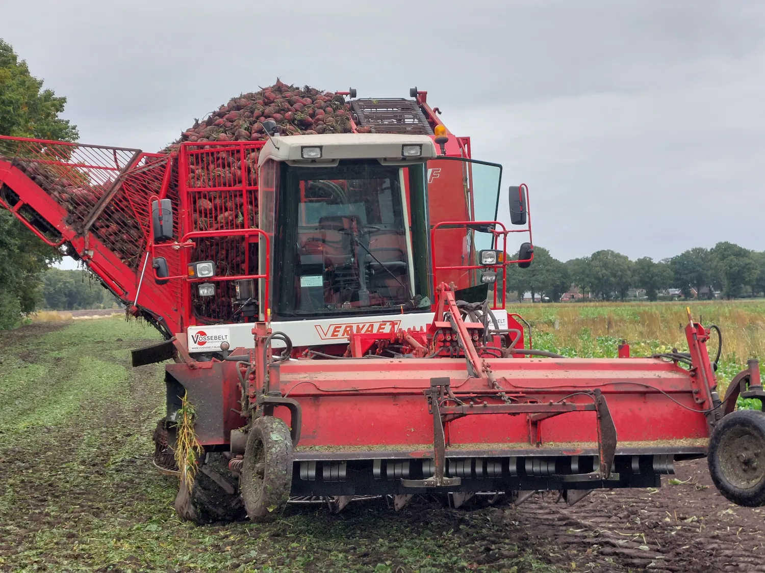 Verse voederbieten Rialto | Direct van het land