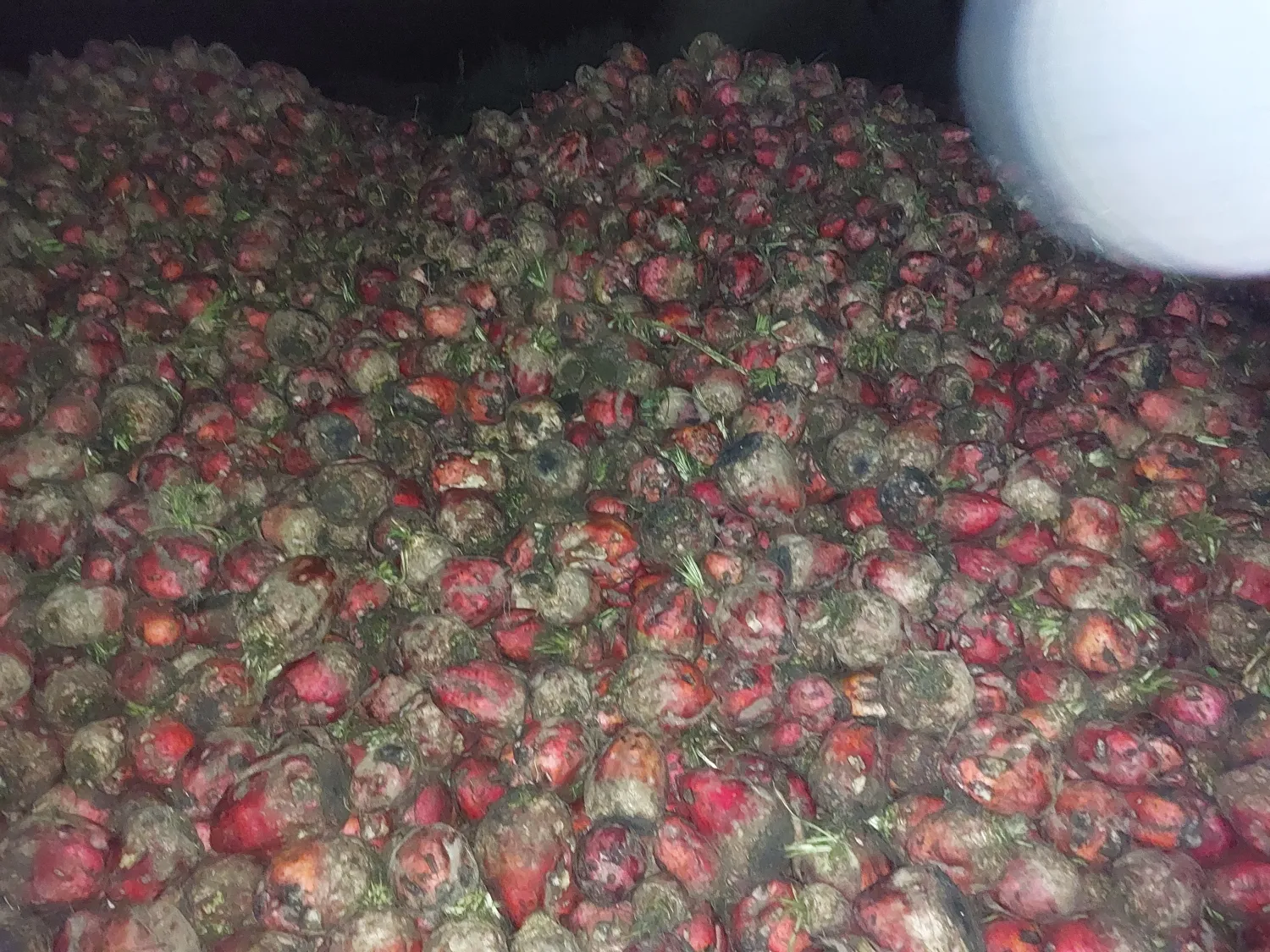 Verse voederbieten Rialto | Direct van het land