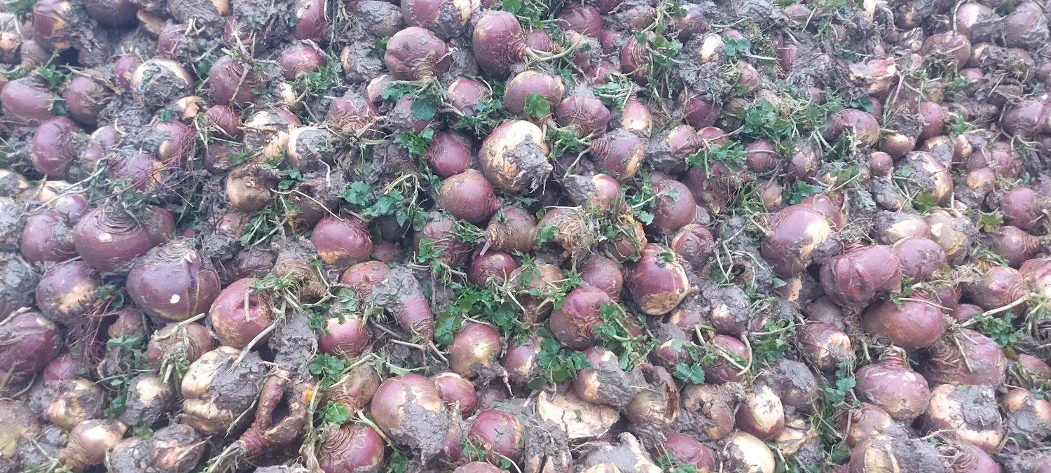 Hollandsk kålroe til salg – Frisk høstet