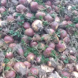 Hollandsk kålroe til salg – Frisk høstet