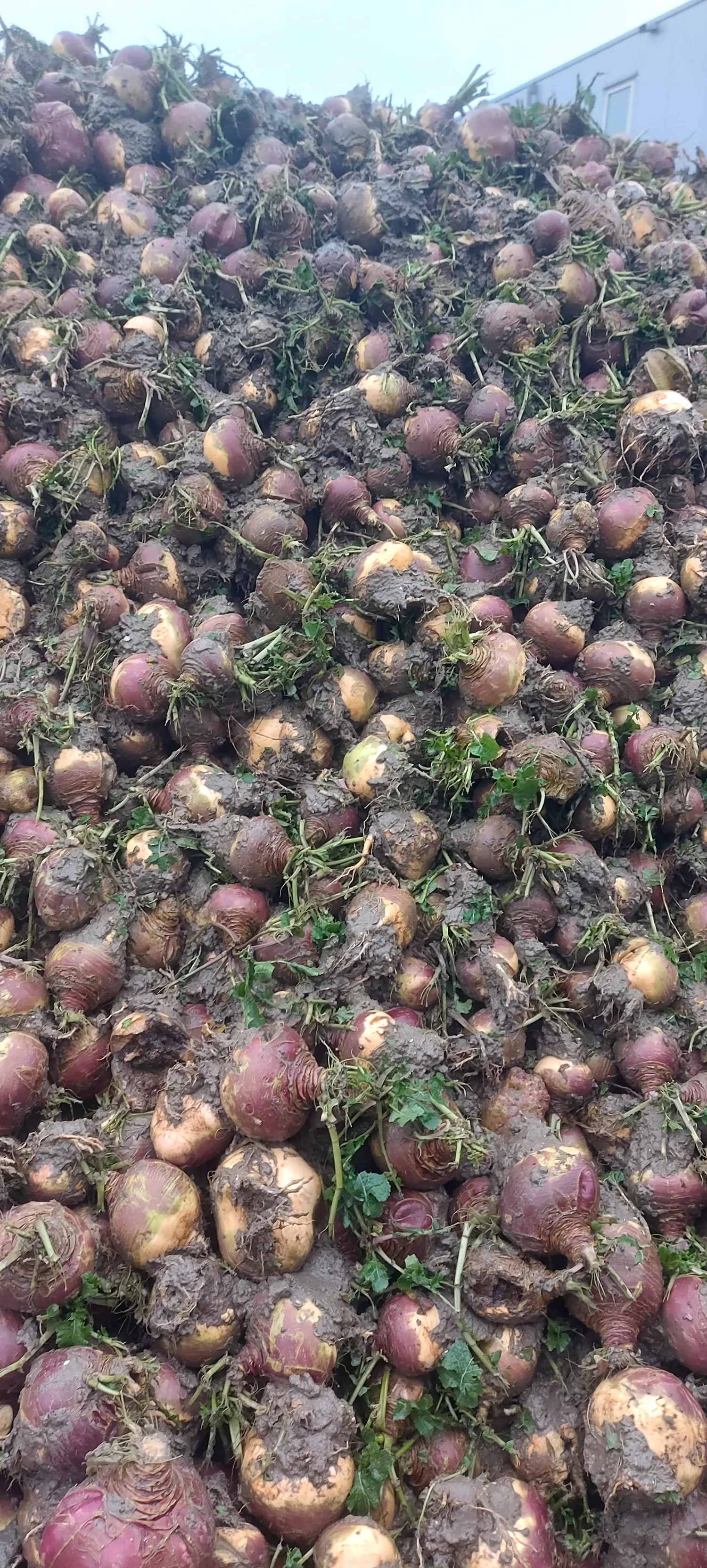 Hollandsk kålroe til salg – Frisk høstet
