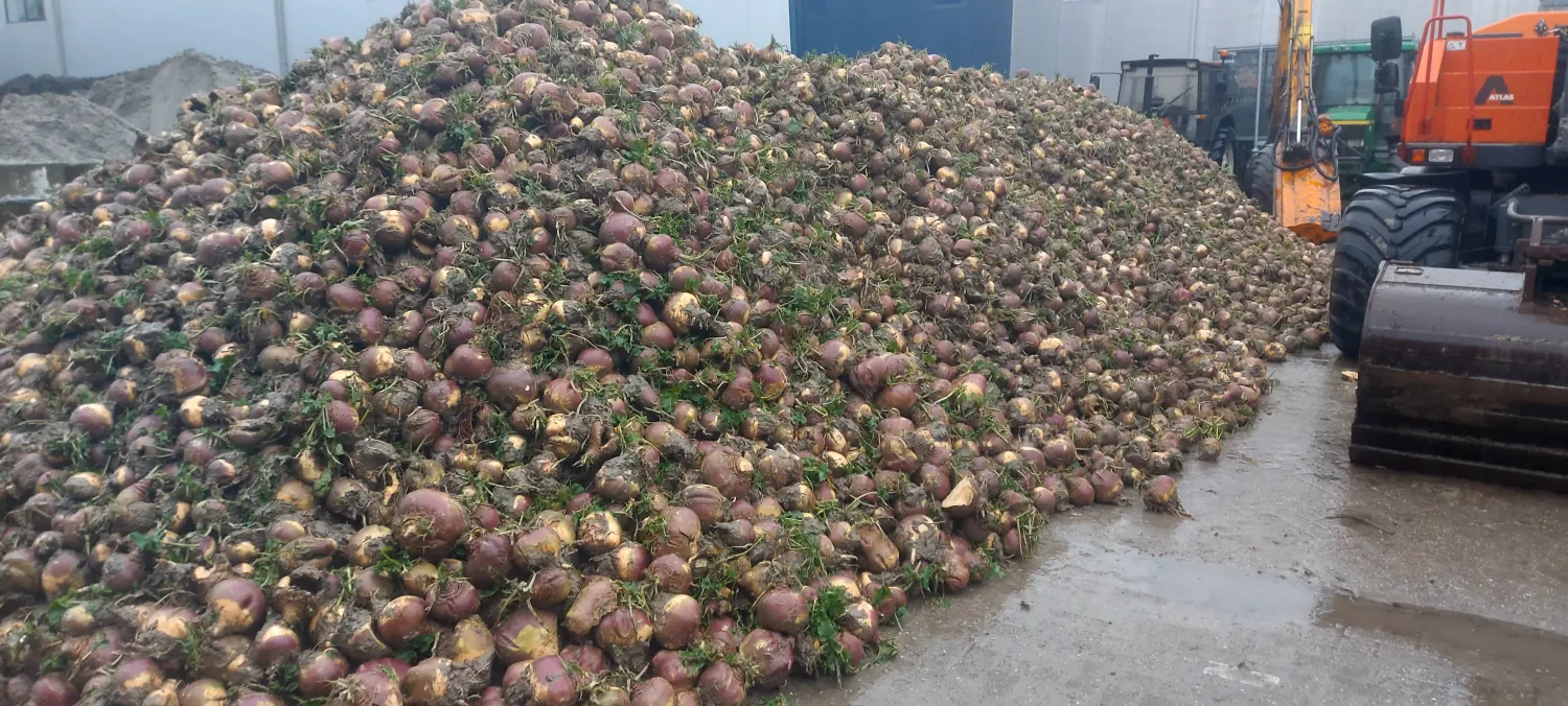 Hollandsk kålroe til salg – Frisk høstet