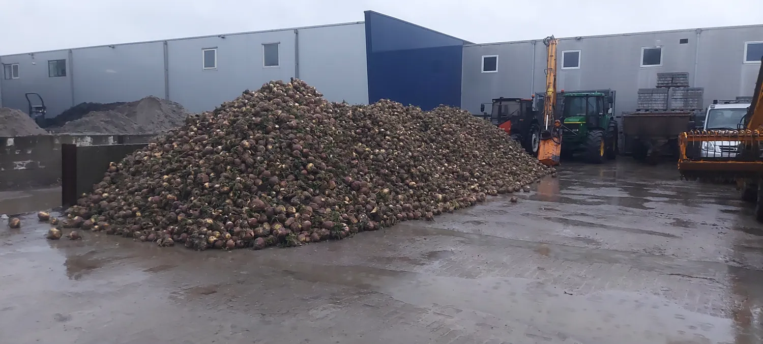 Hollandsk kålroe til salg – Frisk høstet