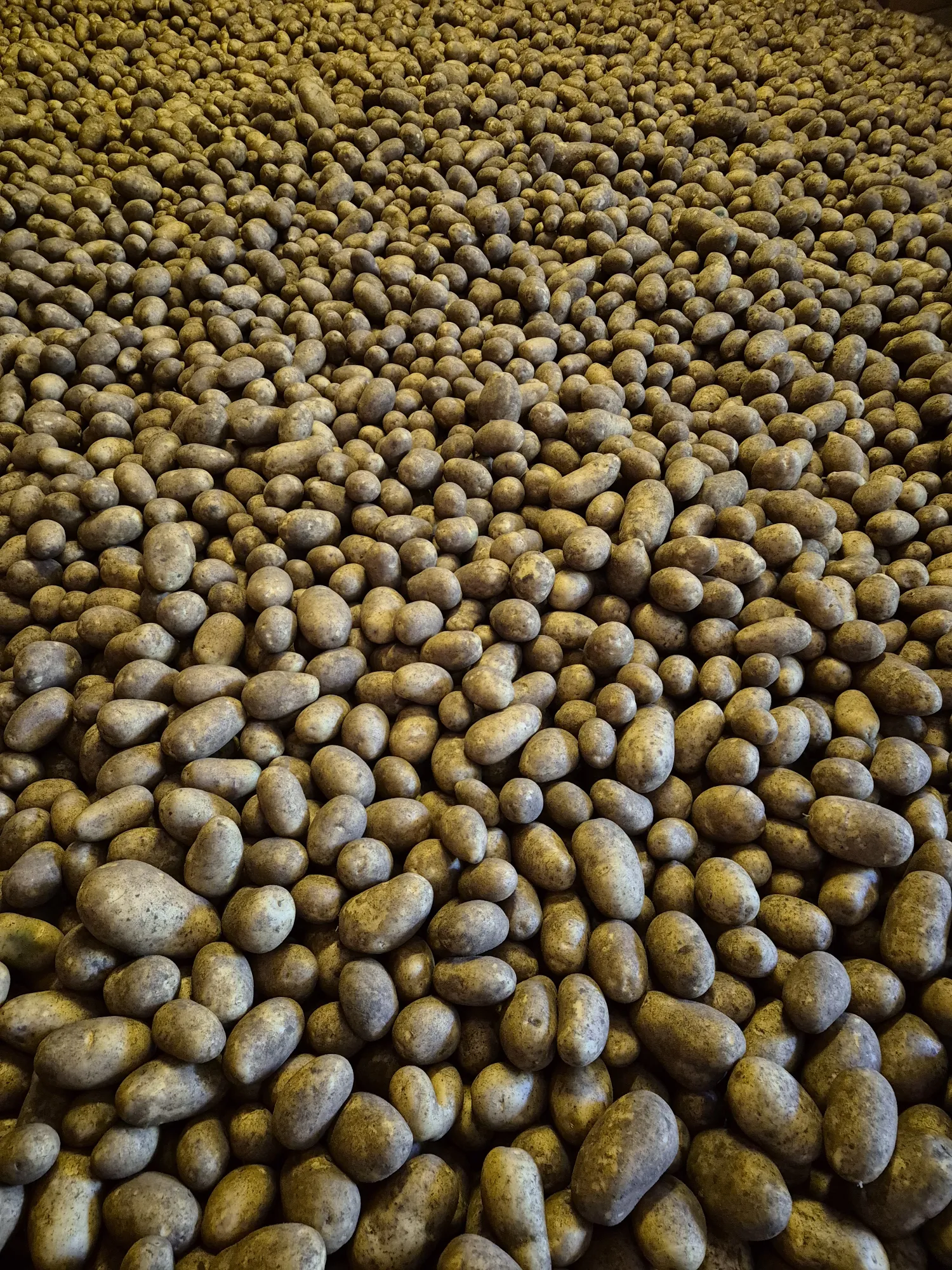 Wega Potatoes: 550 Tons, QS Certified, >35 mm Size