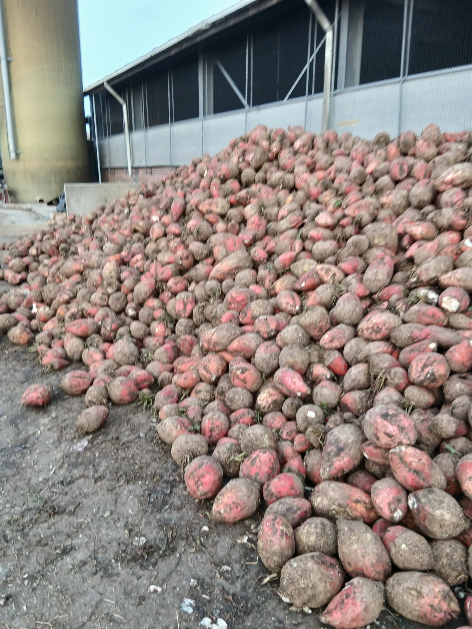 Voederbieten kopen in Roosendaal | Topkwaliteit