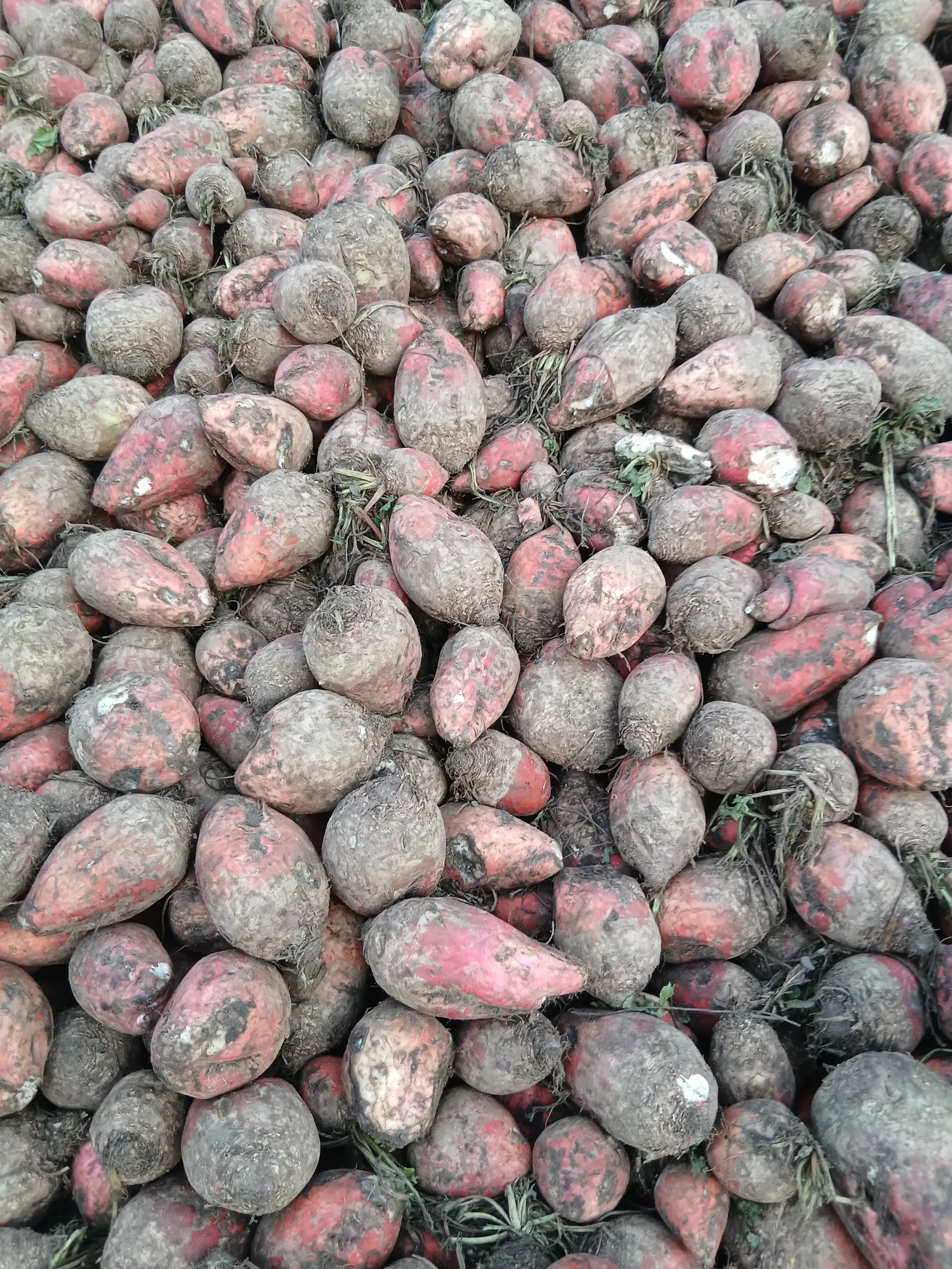 Voederbieten kopen in Roosendaal | Topkwaliteit