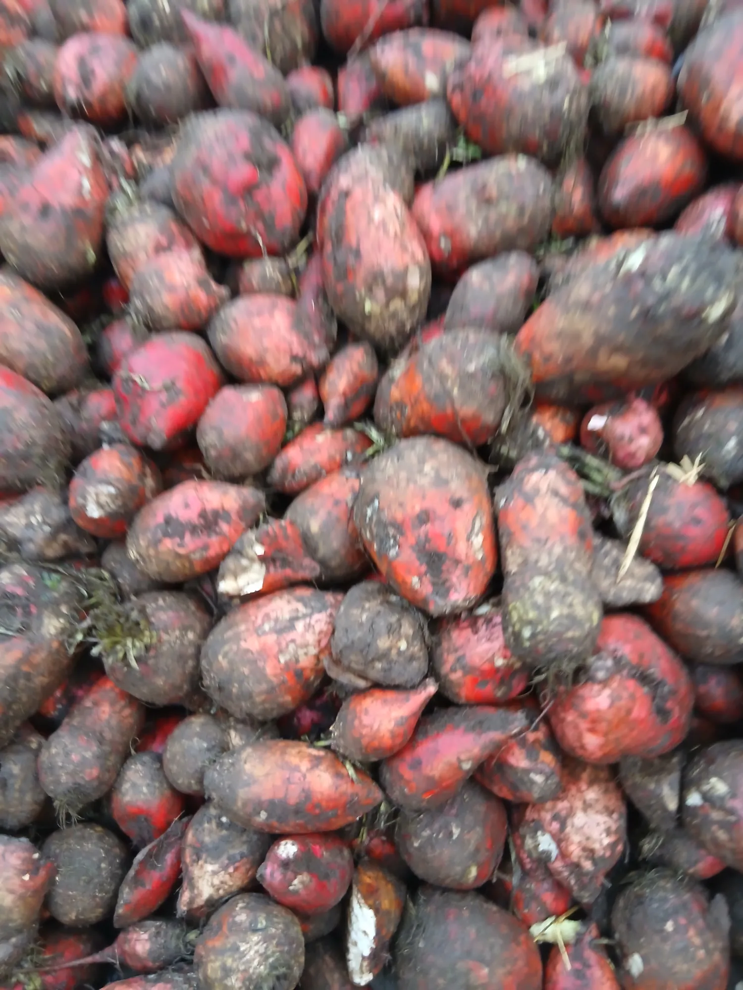 Voederbieten kopen in Roosendaal | Topkwaliteit