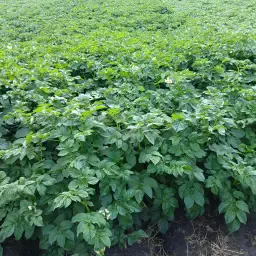 Търси се земя за картофи под наем близо до Drouwenermond