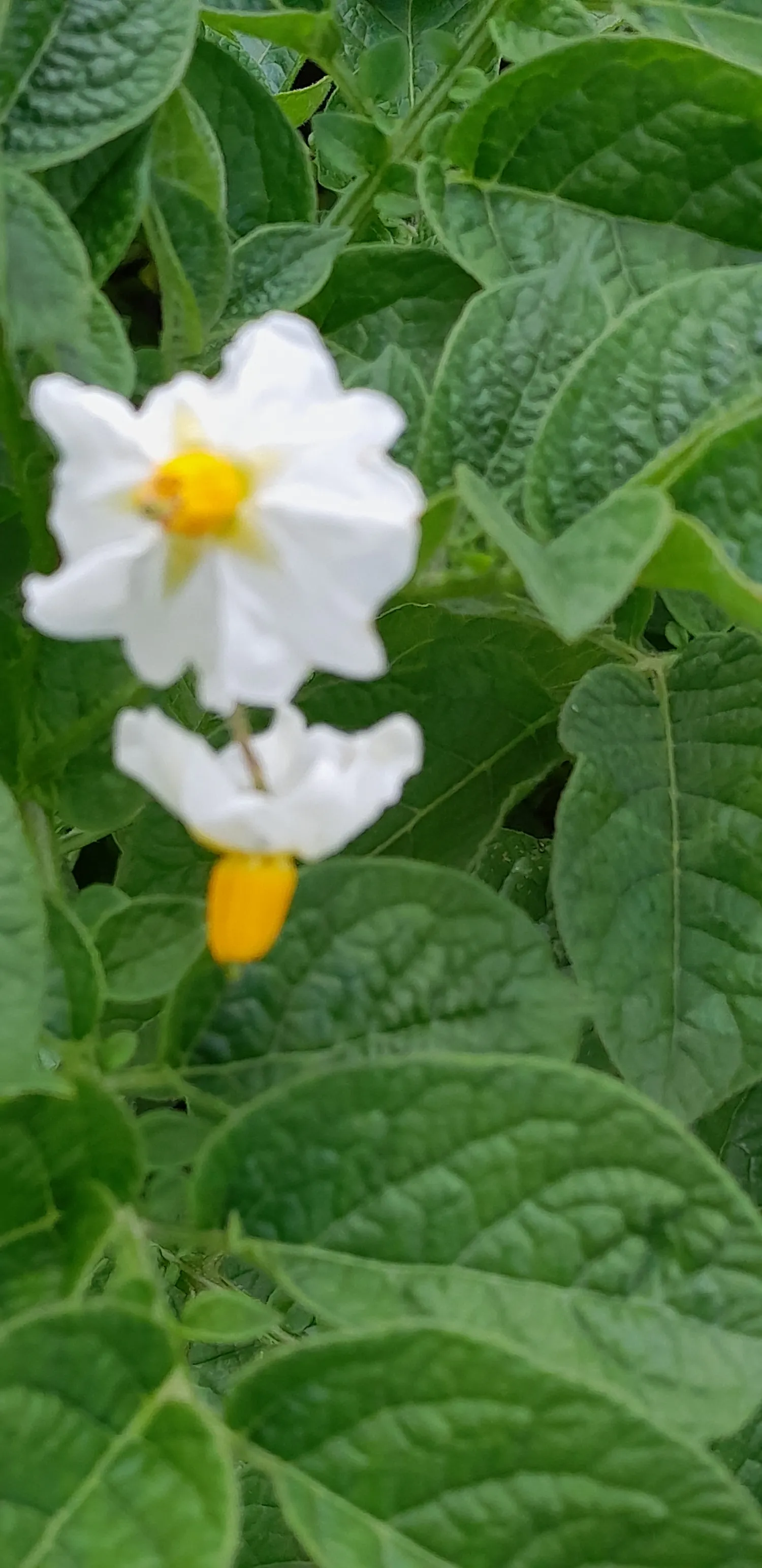 Търси се земя за картофи под наем близо до Drouwenermond